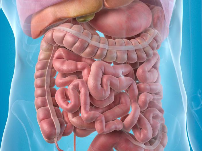 Human Anatomy Digestive System Illustration