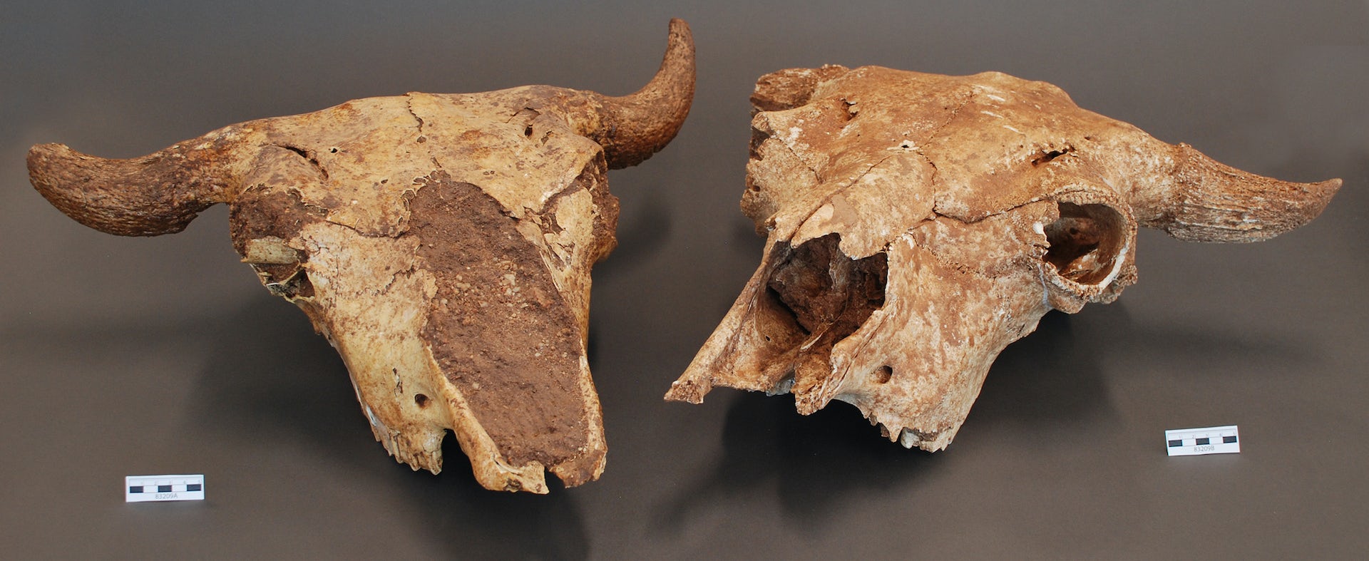 two bison skulls