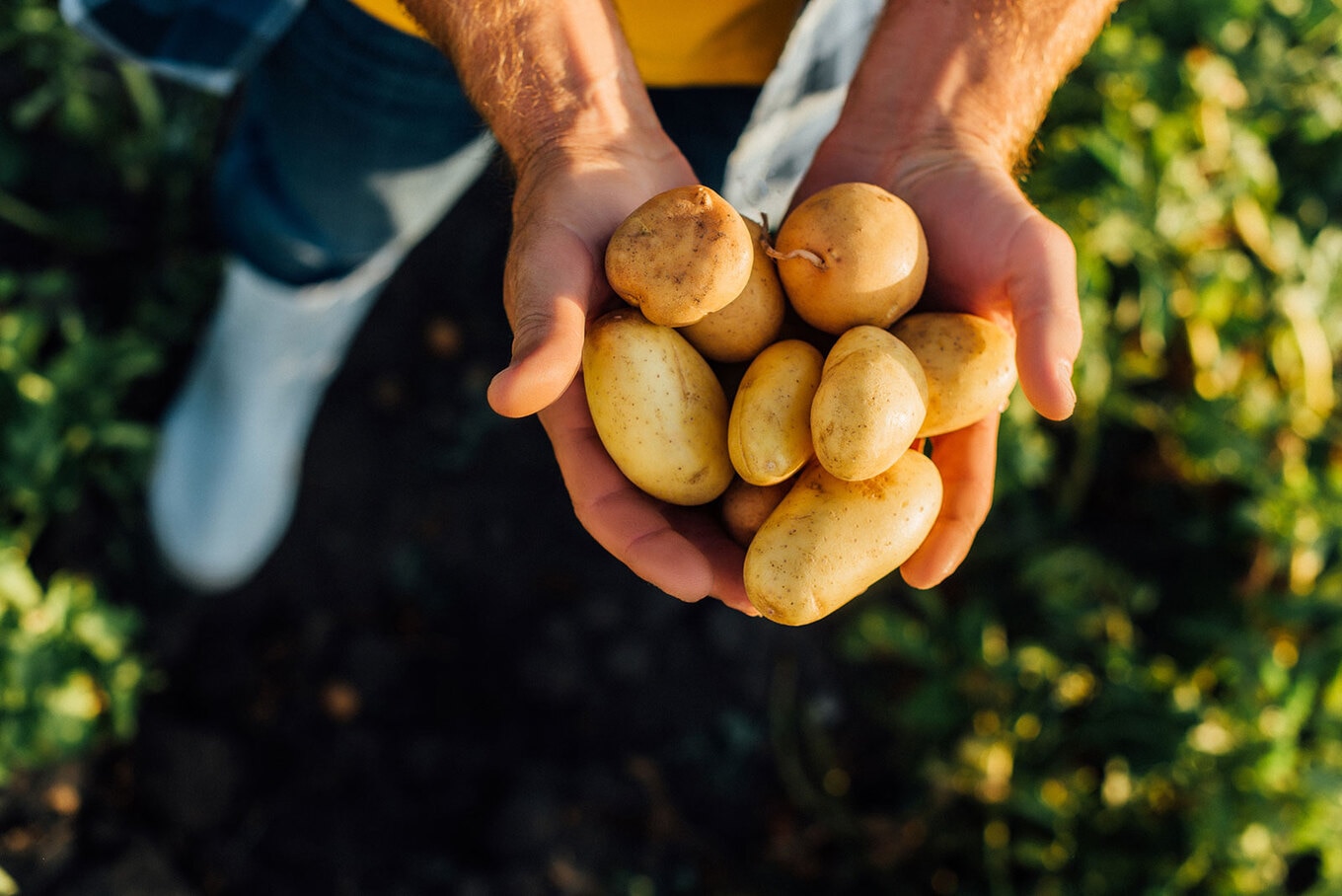 VegNews.Potatoes.AdobeStock