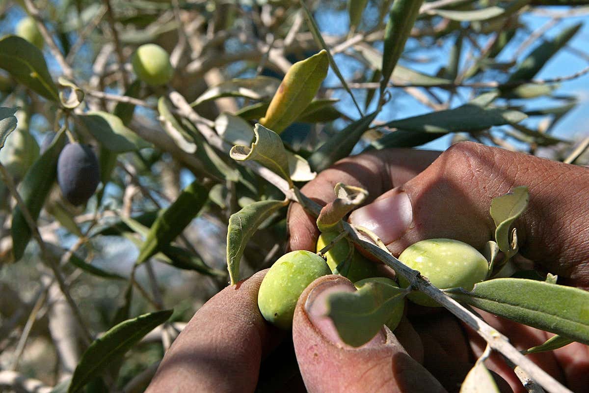 Fingers grasp olives on the branch