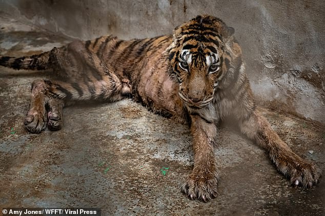 Harrowing pictures show Salamas with patches of fur missing from her skeletal frame as she lays exhausted and emaciated on the dirty concrete