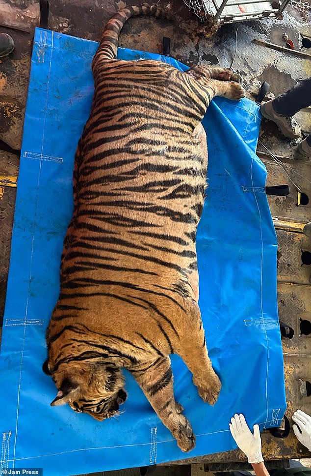 The overweight tiger was found by Vietnamese police during a raid on a wildlife trafficking group.